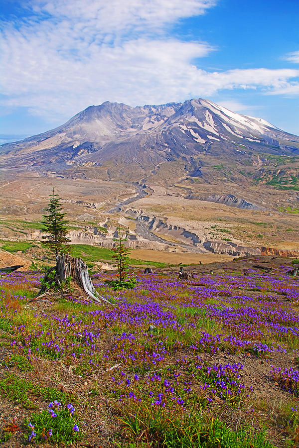 Landscape Photograph - Mt St Helens With Destroyed Tree And Wildflowers by Rich Walter