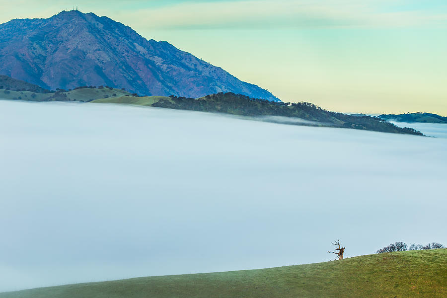 Mt. Diablo with Fog and Tree Photograph by Marc Crumpler