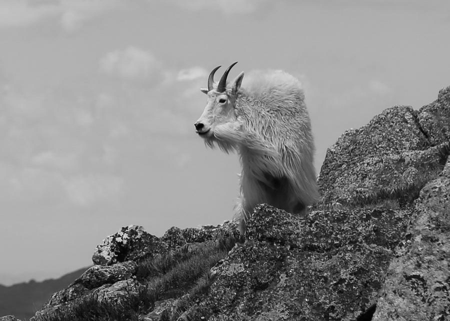 Mtn Goat 5 Photograph by Kevin Buffington Pixels