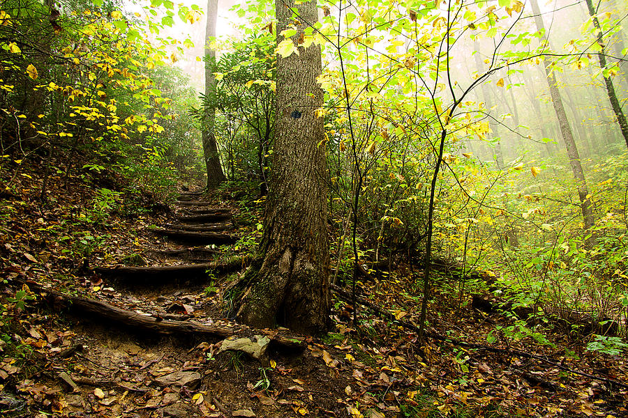 Mtns. to the Sea Trail Stairway Photograph by Gray  Artus