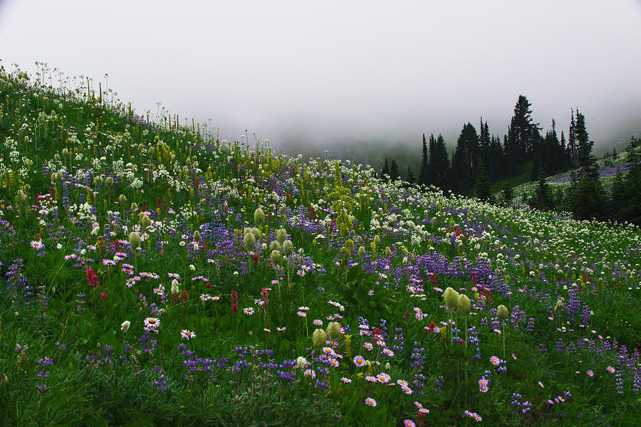 Mt.Rainier Flower Field Photograph by Hisao Mogi
