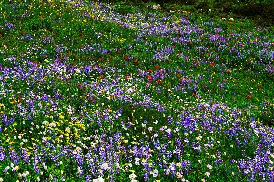 Mt.Rainier Flower Garden Photograph by Hisao Mogi