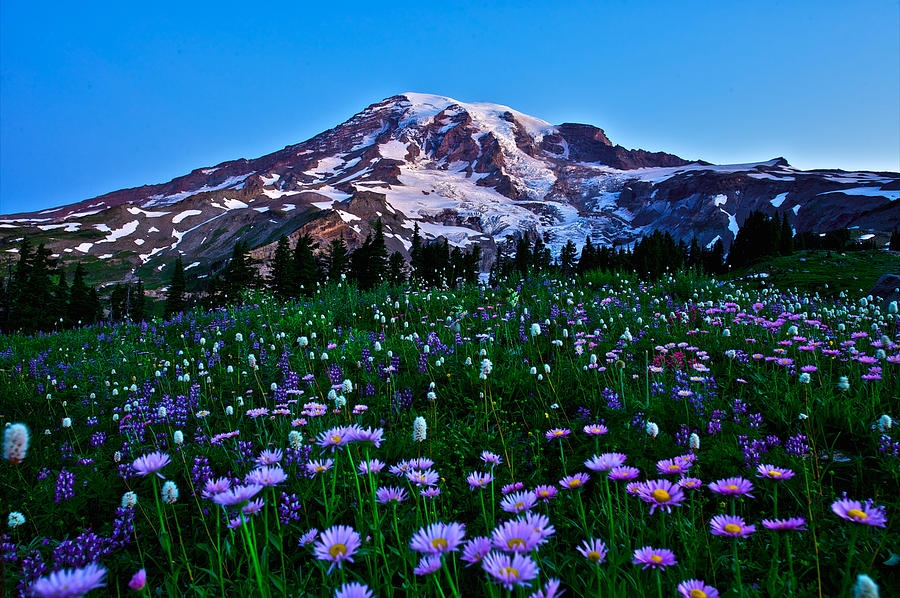 Mt.Rainier Subalpine wildflowers Photograph by Hisao Mogi