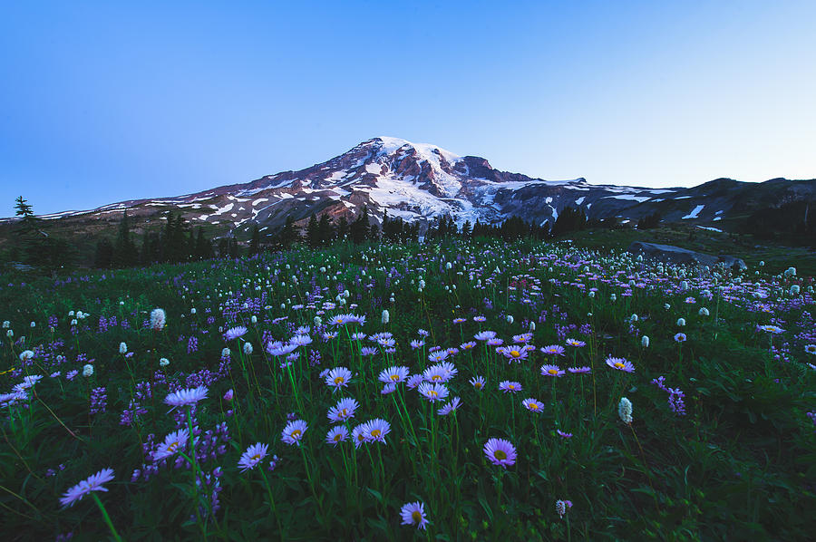 Mt.Rainier with wild flower Photograph by Hisao Mogi
