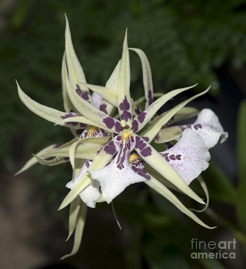 Orchid Photograph - Mtssa. Charles M Fitch 7696 by Terri Winkler