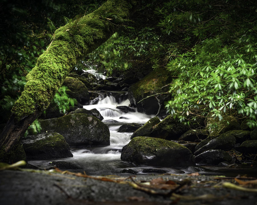 Muckross House Trail Stream Photograph by Michael Pegues - Fine Art America