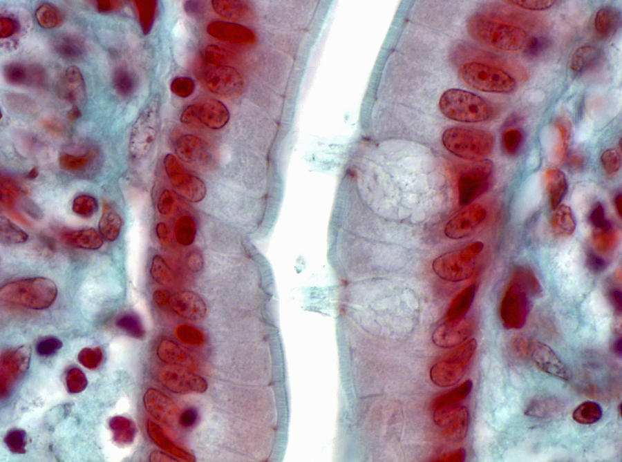 Mucosal Epithelial Cells, Lm Photograph by Alvin Telser