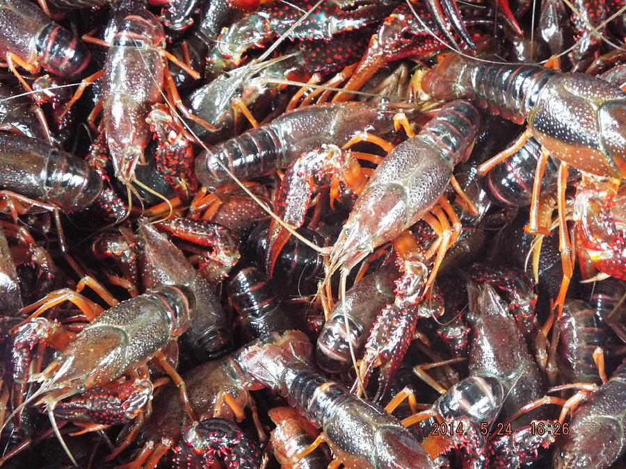 Mud Bugs Photograph By Keith Bass