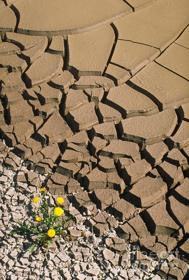 Mud Cracks In A Drying Pond Photograph by Scott Camazine