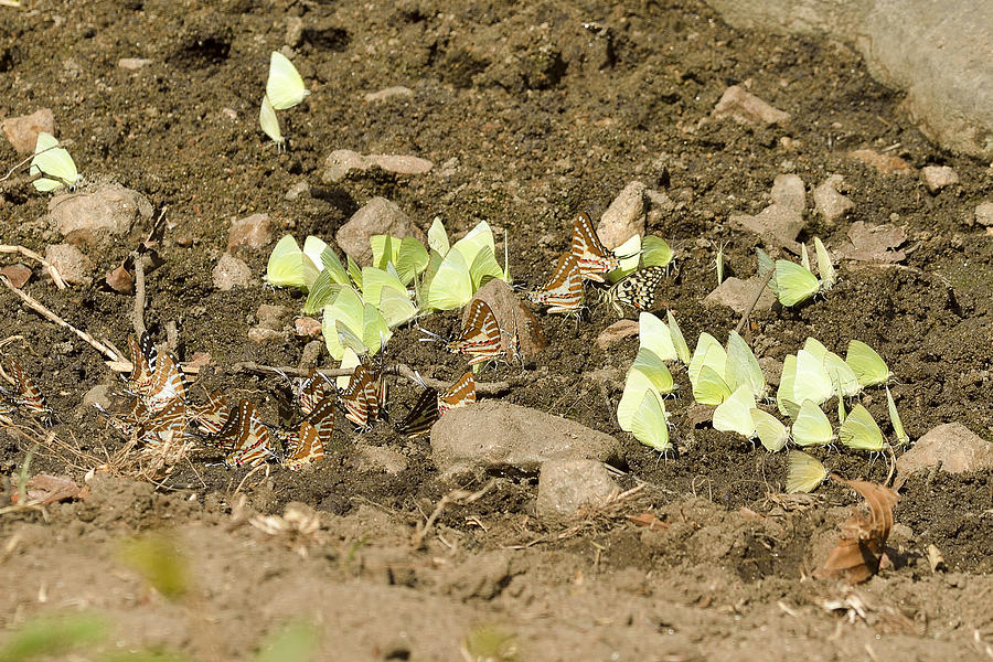Mud-puddling butterflies Photograph by Fotosas Photography