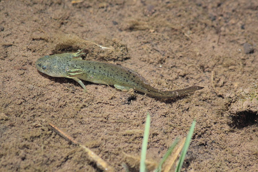 Mud Puppy Photograph by Shane Bechler