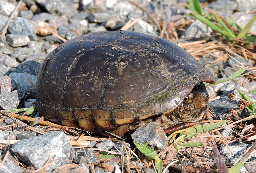 Mud turtle Photograph by Caroline Morse - Fine Art America