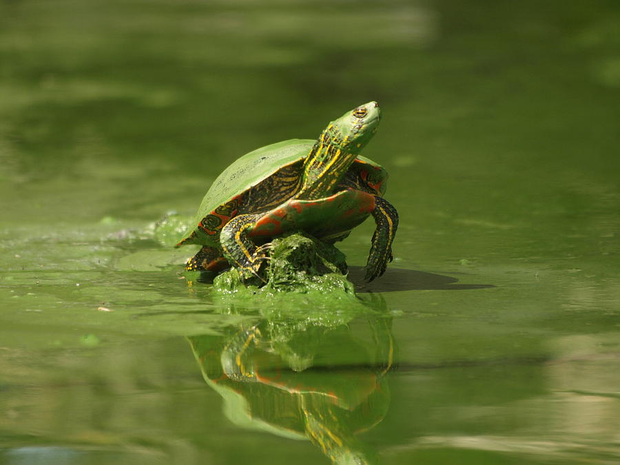 Mud Turtle Photograph by James Peterson