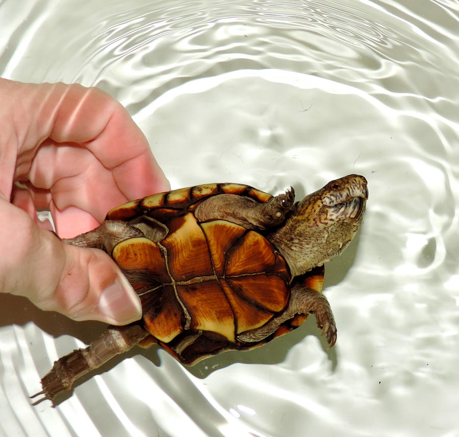 Mud Turtle Under Water Photograph By Stephanie Kendall - Pixels