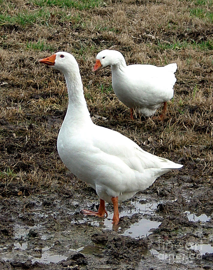 Geese Photograph - Mud Waddle by Lesa Fine