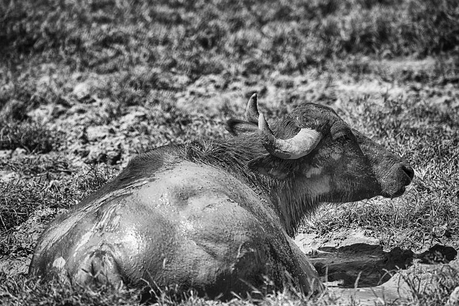 Buffalo Photograph - Mudbath-Black and White by Douglas Barnard