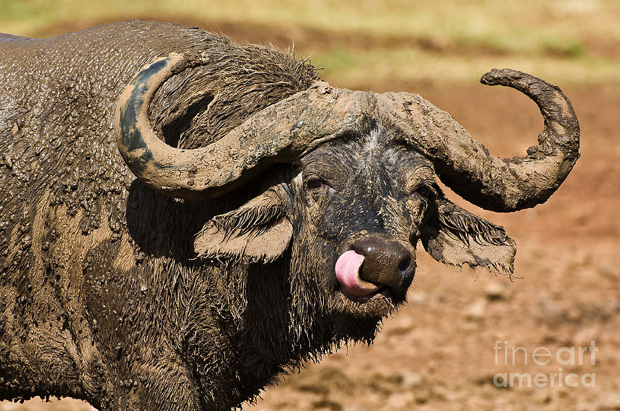 Wildlife Photograph - Muddy African Buffalo by Daryl & Sharna Balfour