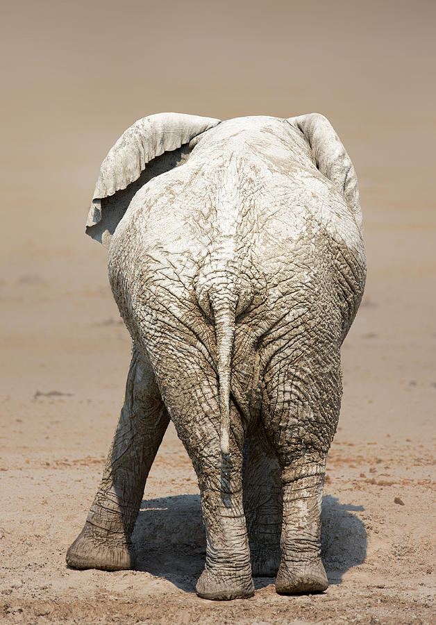Muddy elephant with funny stance  Photograph by Johan Swanepoel