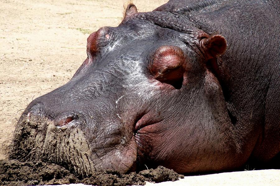 Muddy-faced Hippo Photograph by Marilyn Burton