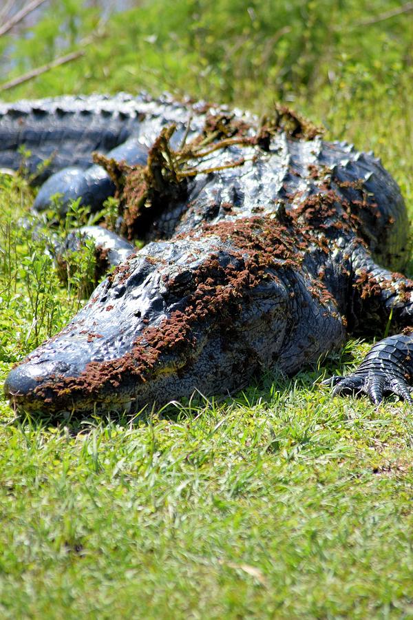 Alligator Photograph - Muddy Gator by Sheri McLeroy