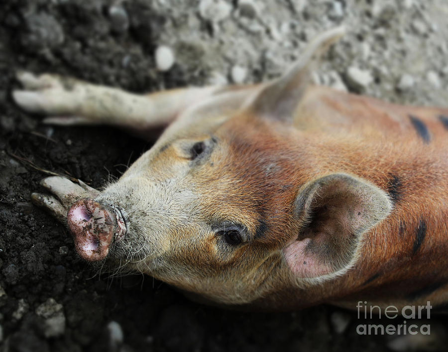 Farm Animals Photograph - Muddy Nose by Pamela Walters
