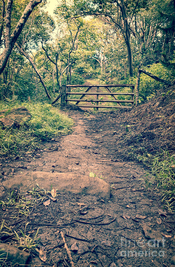 Muddy trail leading to a gate in the jungle Photograph by Edward Fielding