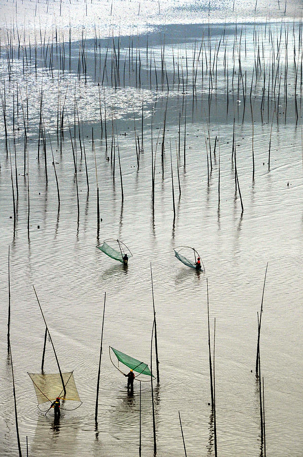 Mudflats With Bamboo Poles Photograph by Melindachan