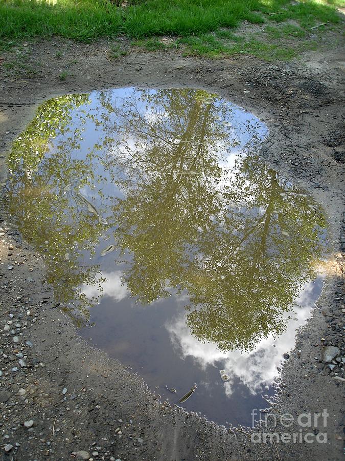 Mudpuddle Reflection Photograph by Kerri Mortenson
