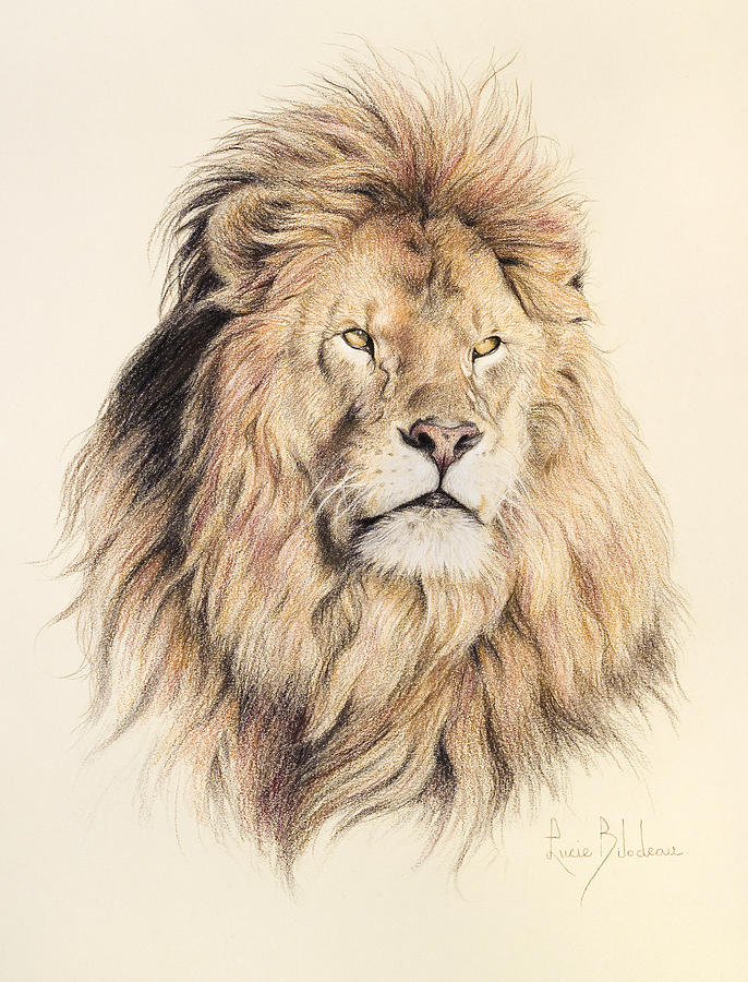 Lion Drawing - Mufasa by Lucie Bilodeau