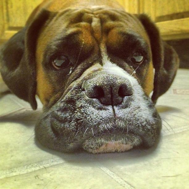 Dog Photograph - Muffin! #boxer #dog #dogstagram by Samantha Rash