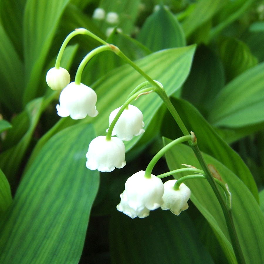 Muguet Photograph by Marc Philippe Joly - Fine Art America