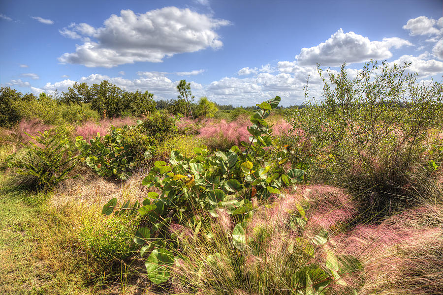 Muhly grass and Sea Grape plants along a Florida Coastline Photograph by Mal Bray