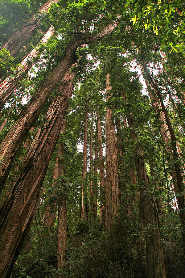 Muir Woods - California #1 Photograph by Richard Krebs