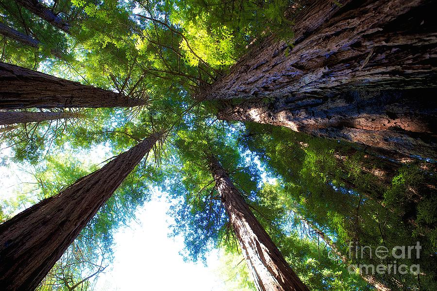 Muir Woods Redwood Trees 6 Photograph by Mel Ashar