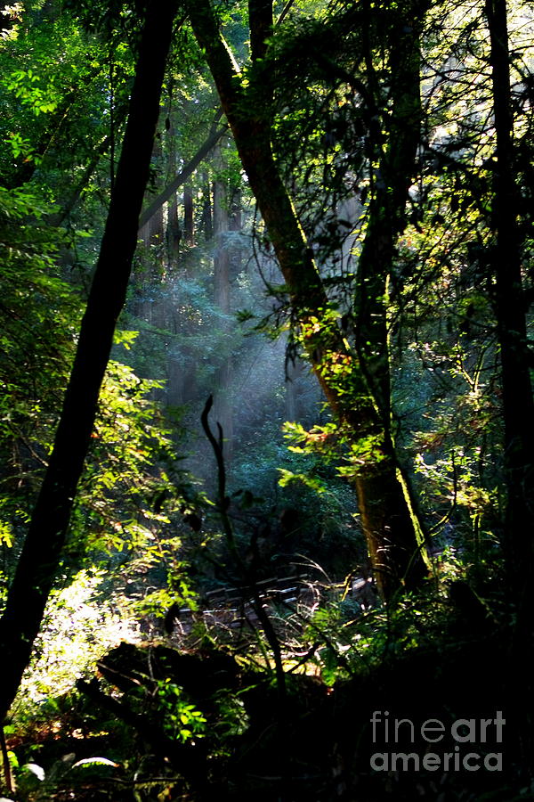 Muir Woods Photograph by Aidan Moran