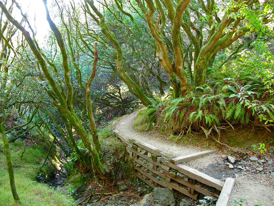 Curve in the Dipsea Photograph by Lexi Heft