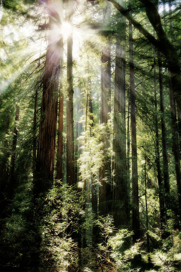 Muir Woods Forest - Red Wood Trees Photograph by Jennifer Rondinelli Reilly - Fine Art Photography