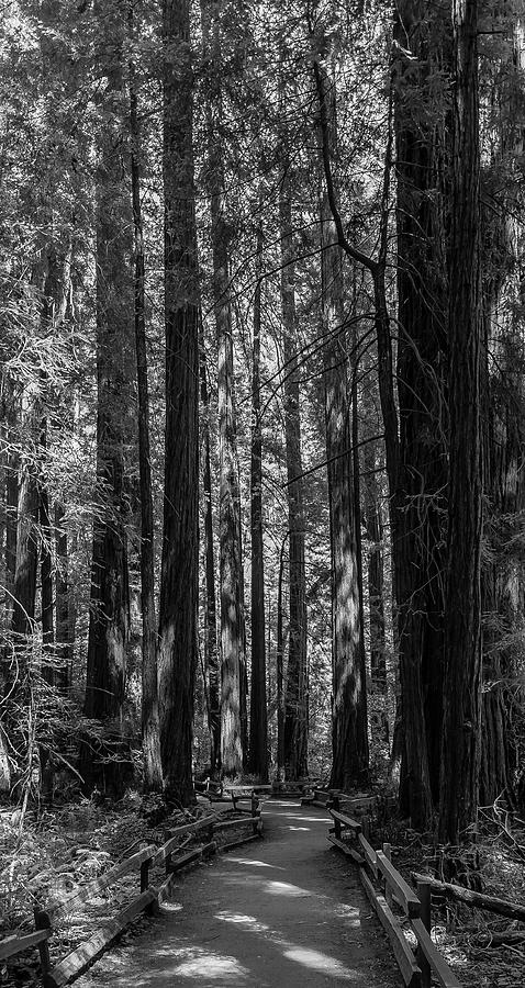 Muir Woods Giants Photograph by Mike Ronnebeck