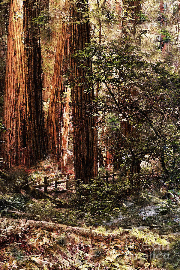 Muir Woods Left Digital Art by Paul Gentille - Pixels