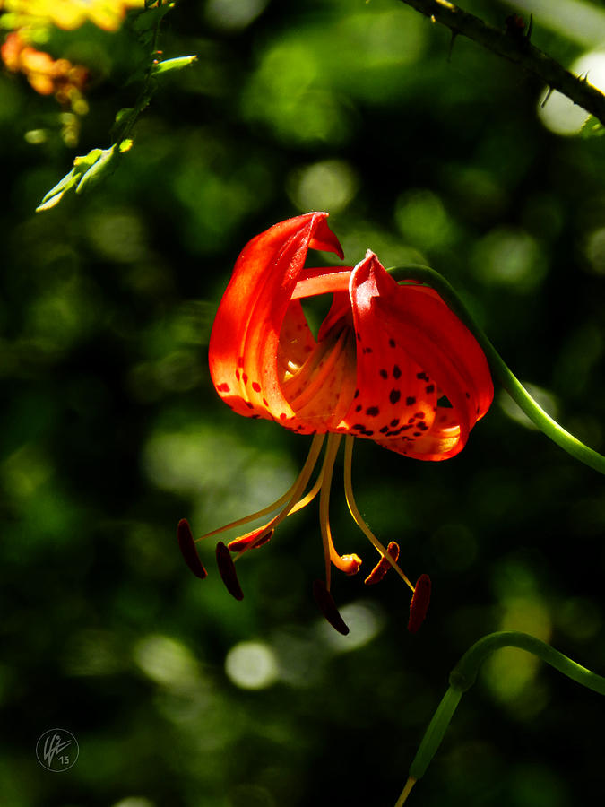 Muir Woods Leopard Lily 001 Photograph by Lance Vaughn