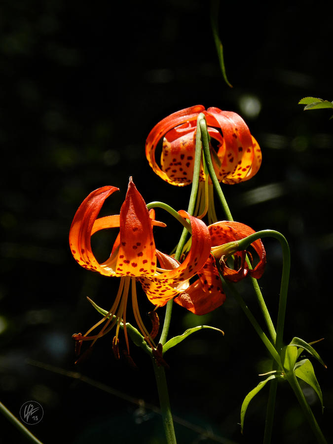 Muir Woods Leopard Lily 002 Photograph by Lance Vaughn
