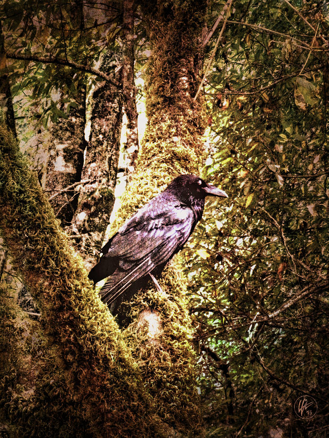 Muir Woods Raven 002 Photograph by Lance Vaughn