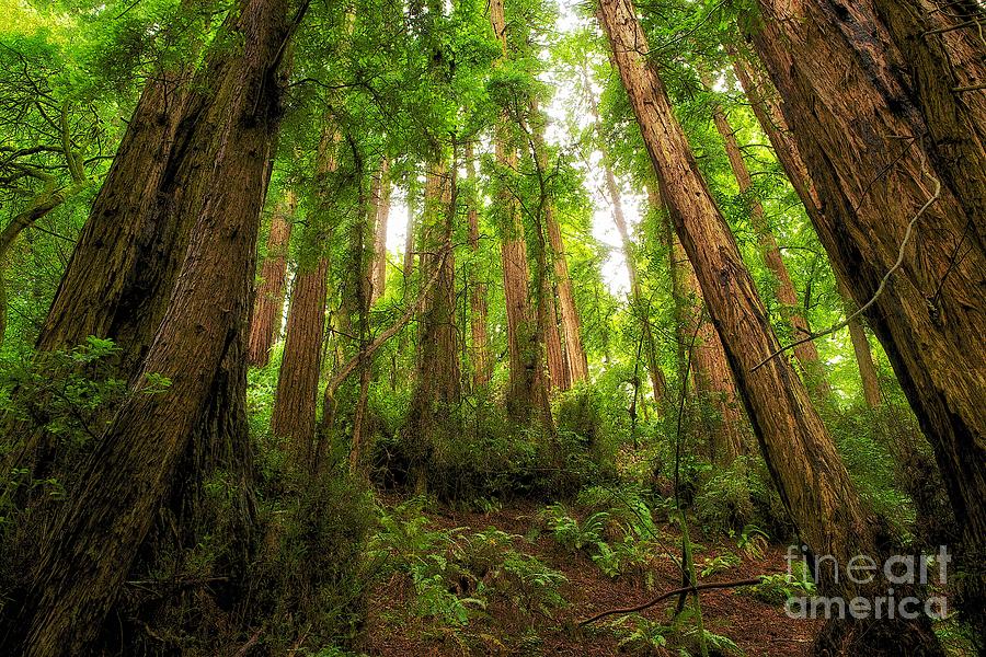 Muir Woods Redwood Trees 1 Photograph by Mel Ashar