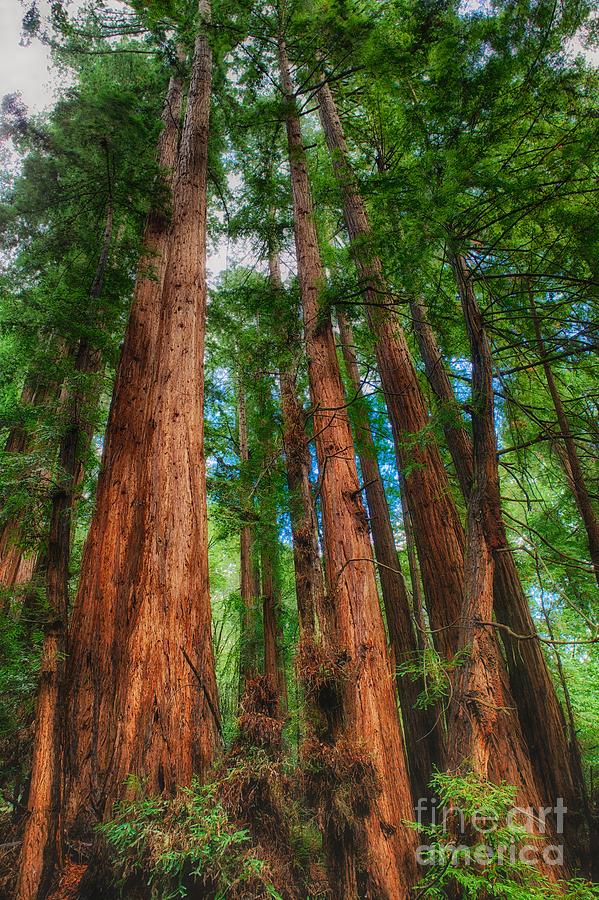 San Francisco Photograph - Muir Woods Redwood Trees 3 by Mel Ashar