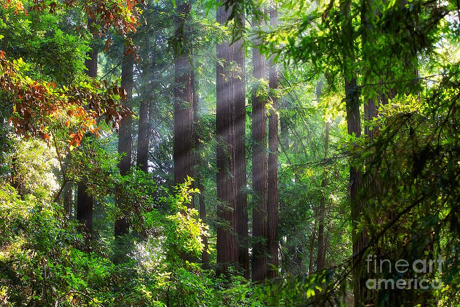 Muir Woods Redwood Trees 4 Photograph by Mel Ashar