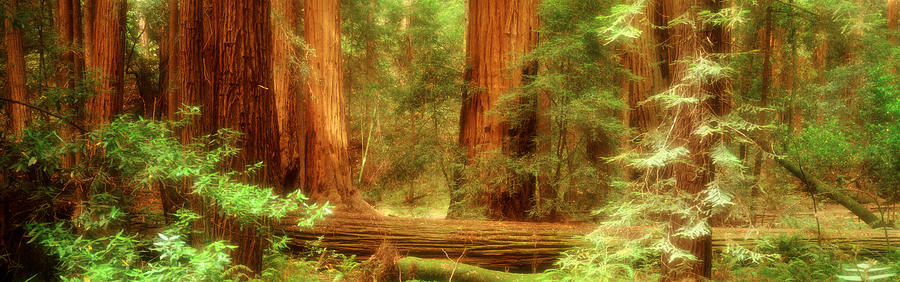 Tree Photograph - Muir Woods, Trees, National Park by Panoramic Images