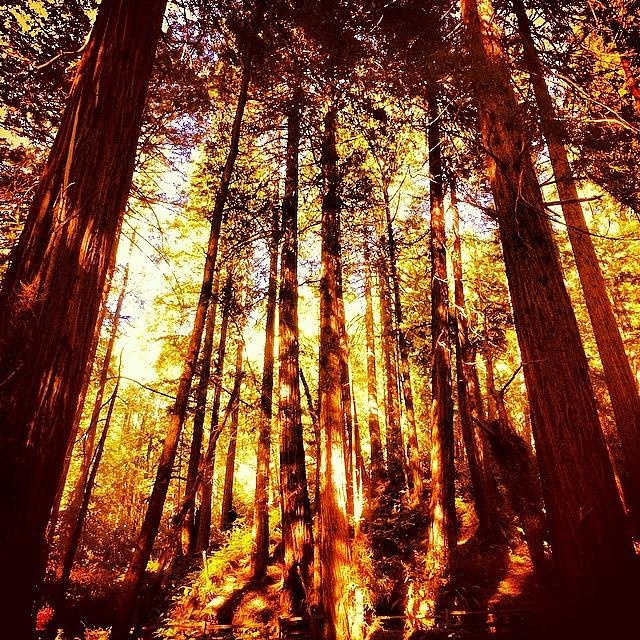 Shadows Photograph - #muirwoods #redwoods #forest by Bryan ONeill