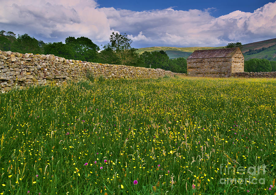 Muker WIldflower Meadows Photograph by Martyn Arnold