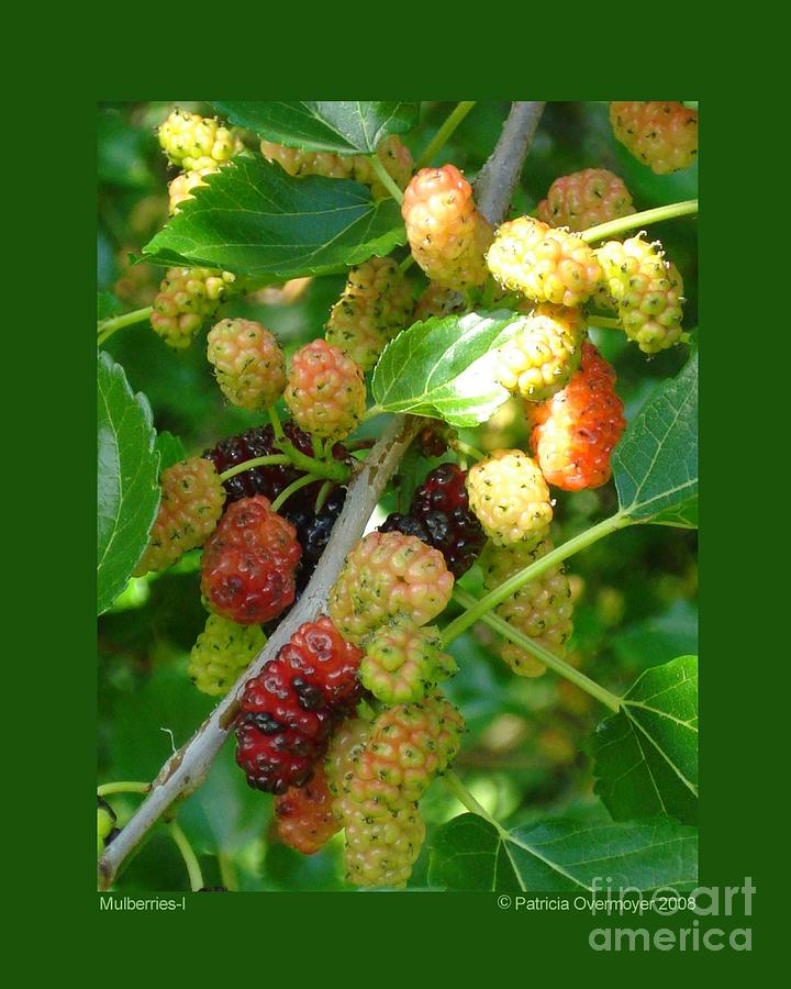 Mulberries-I Photograph by Patricia Overmoyer