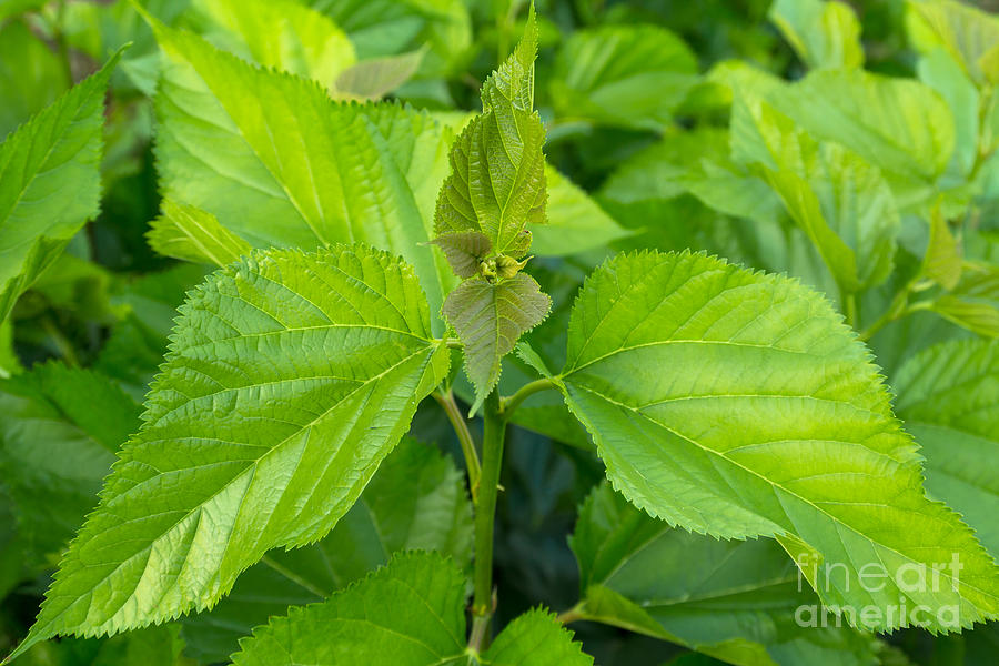Mulberry leaf tree at field Photograph by Tosporn Preede